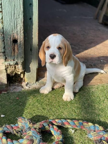 cuccioli di beagle femminucce e maschietti  | Foto 2