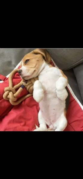 cuccioli di beagle femminucce e maschietti  | Foto 1