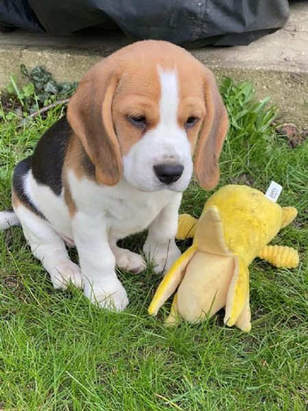 cuccioli di beagle femminucce e maschietti  | Foto 0