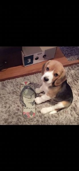 cuccioli di beagle femminucce e maschietti 