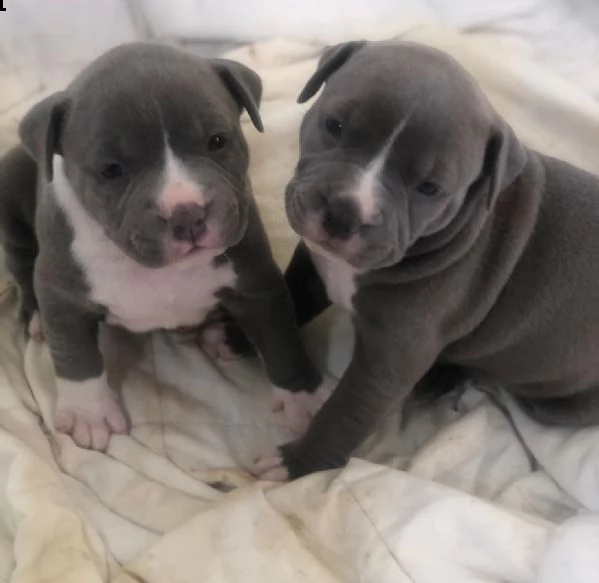 3 cuccioli di american pitbull terrier