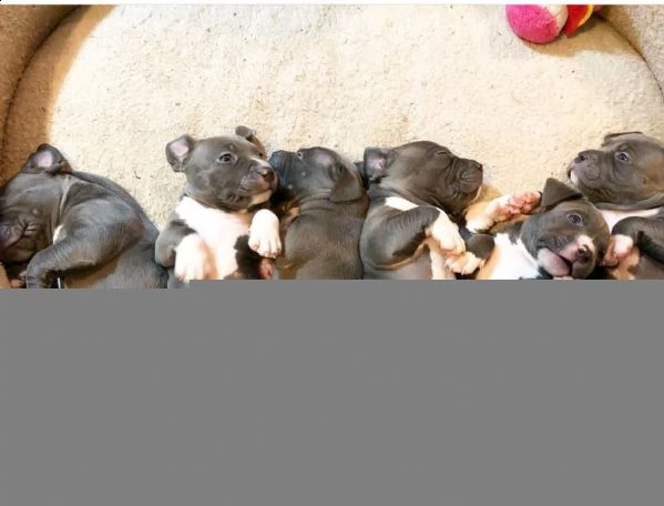 3 cuccioli di american pitbull terrier | Foto 2
