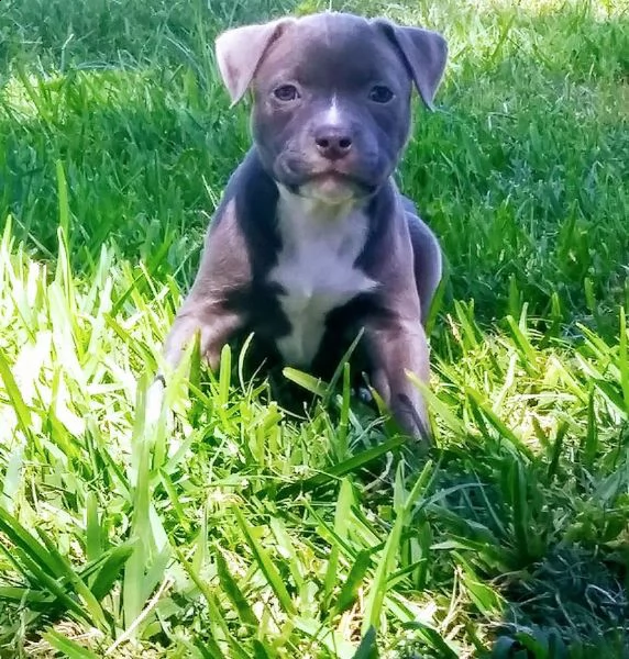 3 cuccioli di american pitbull terrier | Foto 1