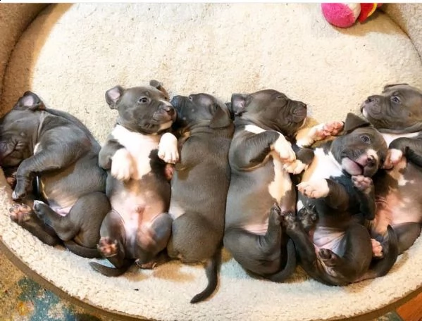 3 cuccioli di american pitbull terrier | Foto 0