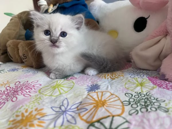 Cuccioli Ragdoll disponibili | Foto 6