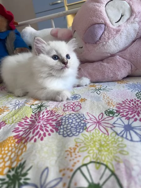 Cuccioli Ragdoll disponibili | Foto 5