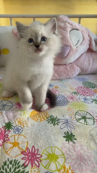 Cuccioli Ragdoll disponibili | Foto 3