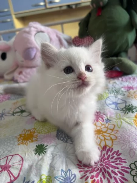 Cuccioli Ragdoll disponibili | Foto 2