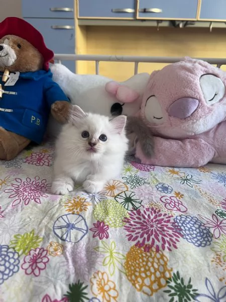 Cuccioli Ragdoll disponibili | Foto 1