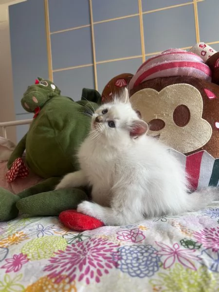 Cuccioli Ragdoll disponibili | Foto 0