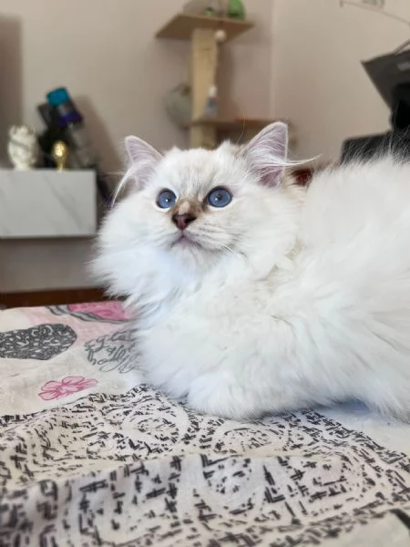 Cuccioli Ragdoll disponibili  | Foto 6