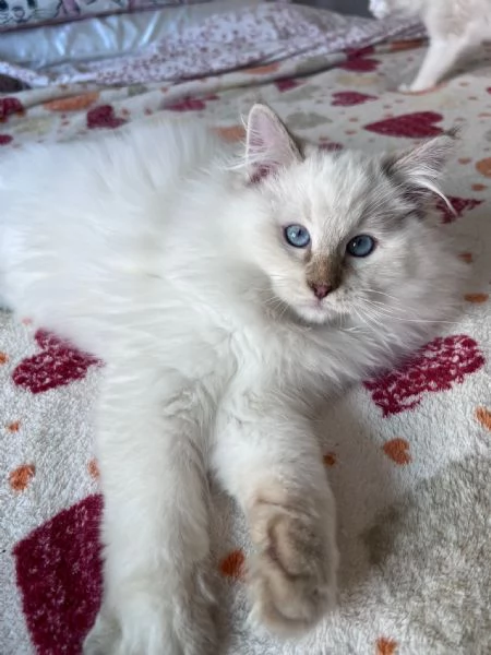 Cuccioli Ragdoll disponibili  | Foto 5