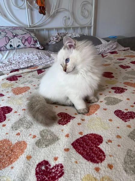 Cuccioli Ragdoll disponibili  | Foto 4