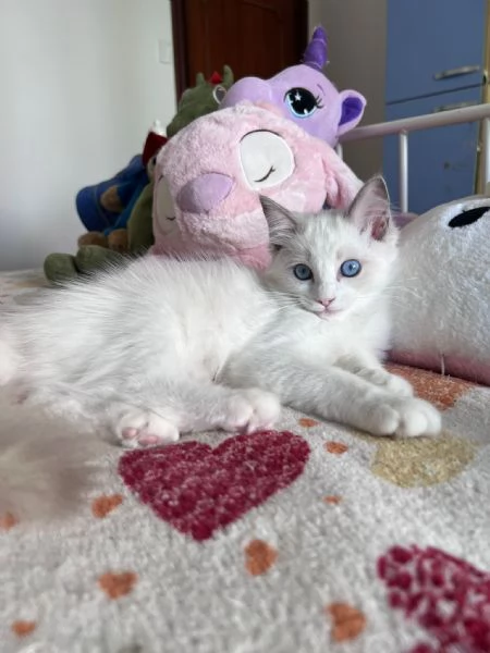 Cuccioli Ragdoll disponibili  | Foto 3