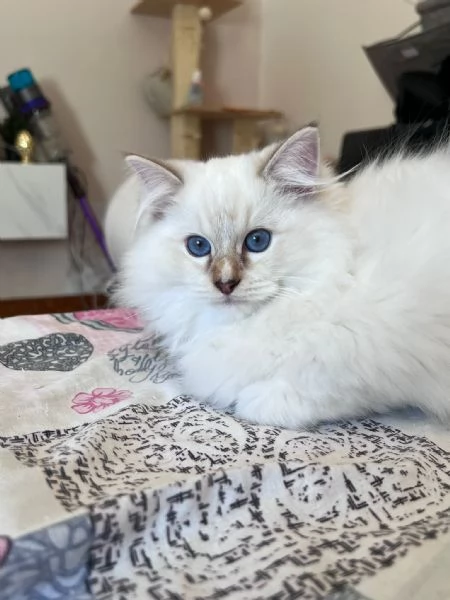 Cuccioli Ragdoll disponibili  | Foto 2