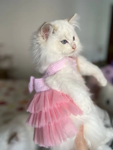 Cuccioli Ragdoll disponibili  | Foto 1