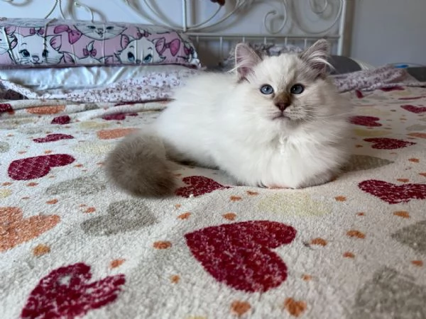 Cuccioli Ragdoll disponibili  | Foto 0