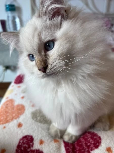 Cuccioli Ragdoll disponibili 