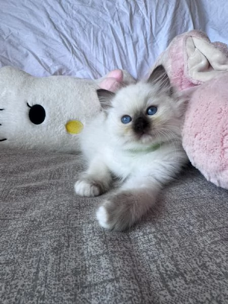 Cuccioli Ragdoll disponibili