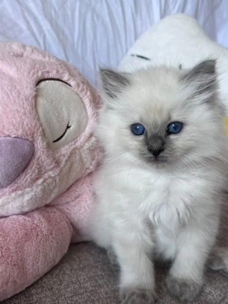Cuccioli Ragdoll disponibili | Foto 6