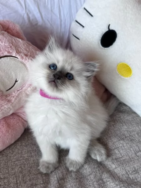 Cuccioli Ragdoll disponibili | Foto 5