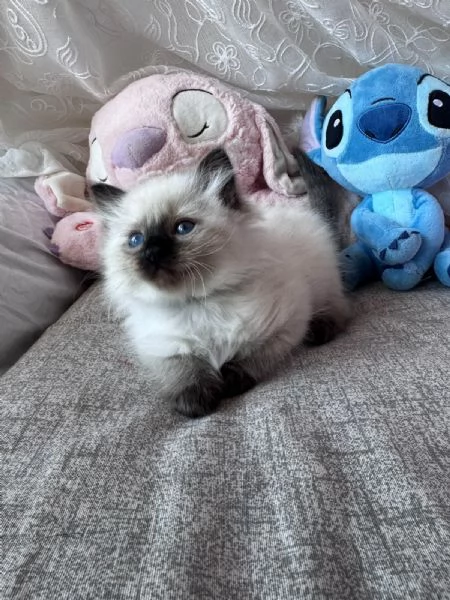 Cuccioli Ragdoll disponibili | Foto 4