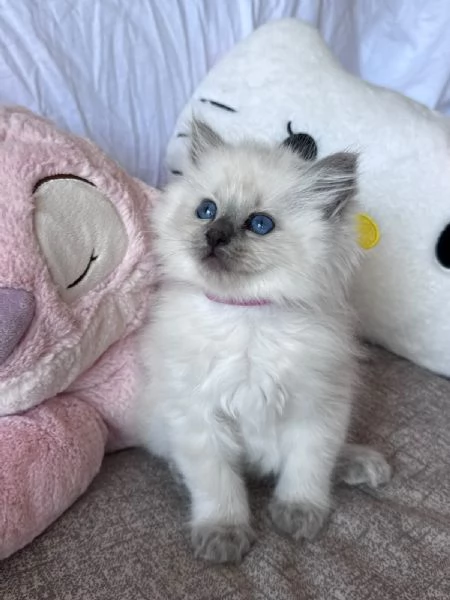 Cuccioli Ragdoll disponibili | Foto 3