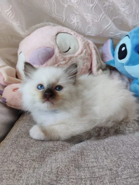 Cuccioli Ragdoll disponibili | Foto 2