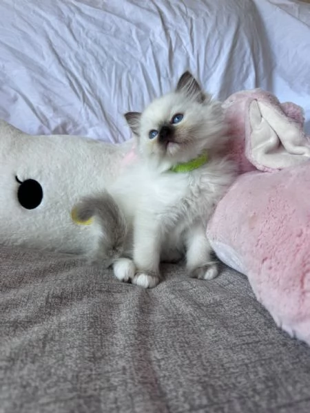 Cuccioli Ragdoll disponibili | Foto 1