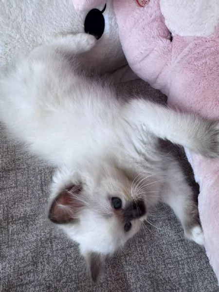 Cuccioli Ragdoll disponibili | Foto 0