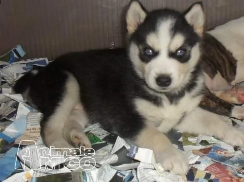 cuccioli di siberian husky con pedigree 