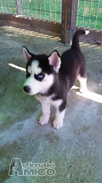 cuccioli di siberian husky con pedigree  | Foto 0