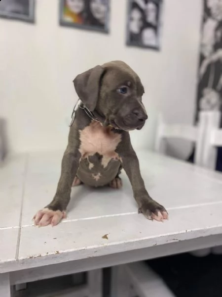 bellissimi cuccioli di american pitbull terrier | Foto 1