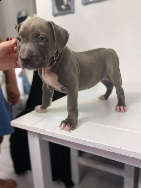 bellissimi cuccioli di american pitbull terrier | Foto 0