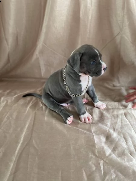 bellissimi cuccioli di american pitbull terrier