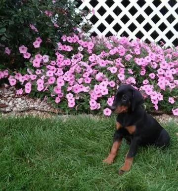 cuccioli di pinscher