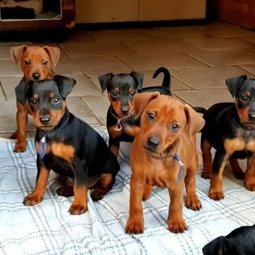 cuccioli di pinscher | Foto 0