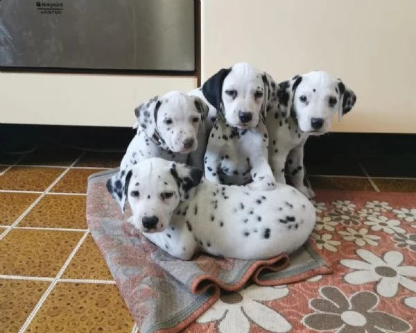 cuccioli dalmata con pedigree