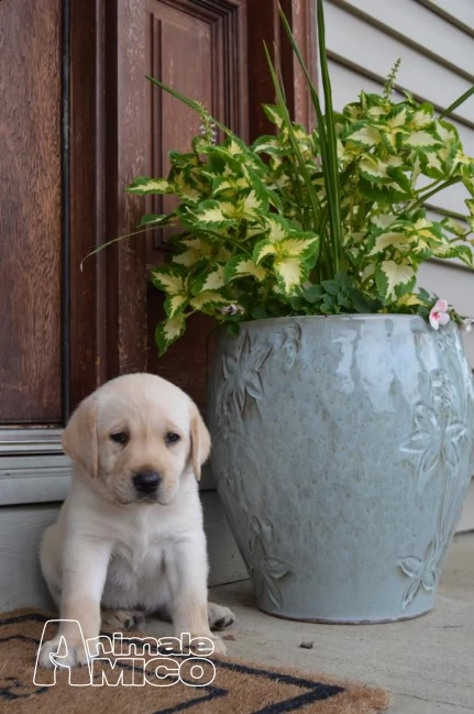 cuccioli labrador chocolate,gialli e neri | Foto 2