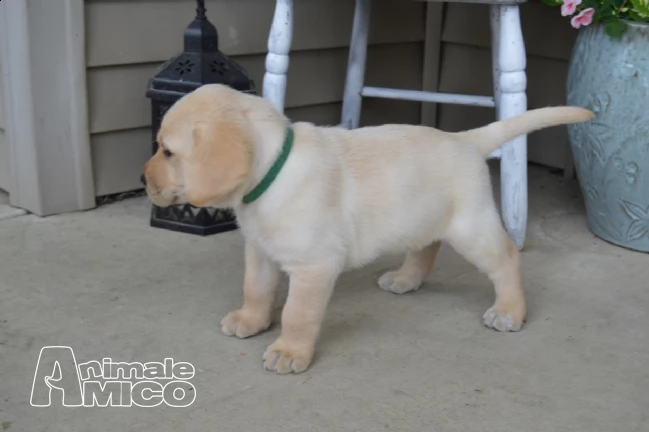 cuccioli labrador chocolate,gialli e neri