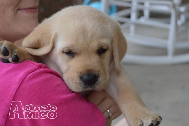 cuccioli labrador chocolate,gialli e neri | Foto 1