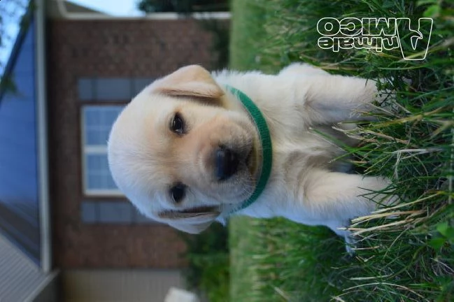 cuccioli labrador chocolate,gialli e neri | Foto 0