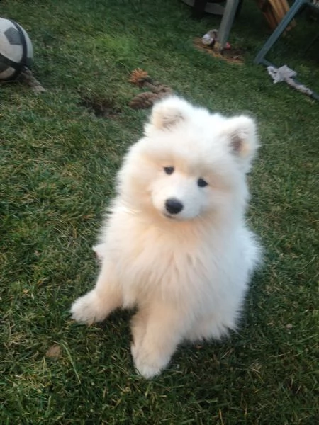 cucciolo di samoiedo maschio e femmina bianco | Foto 2