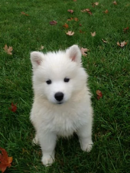 cucciolo di samoiedo maschio e femmina bianco | Foto 0