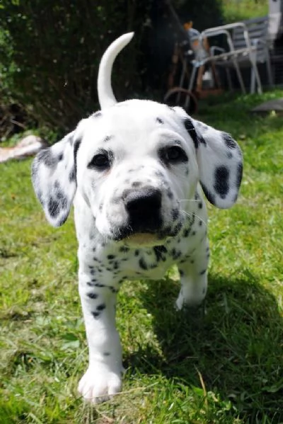 cuccioli dalmata con pedigree