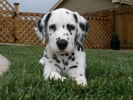 cuccioli dalmata con pedigree | Foto 2