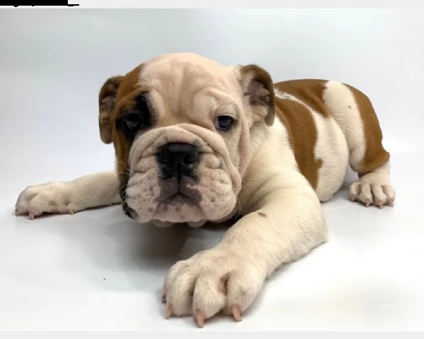 bulldog inglese cuccioli