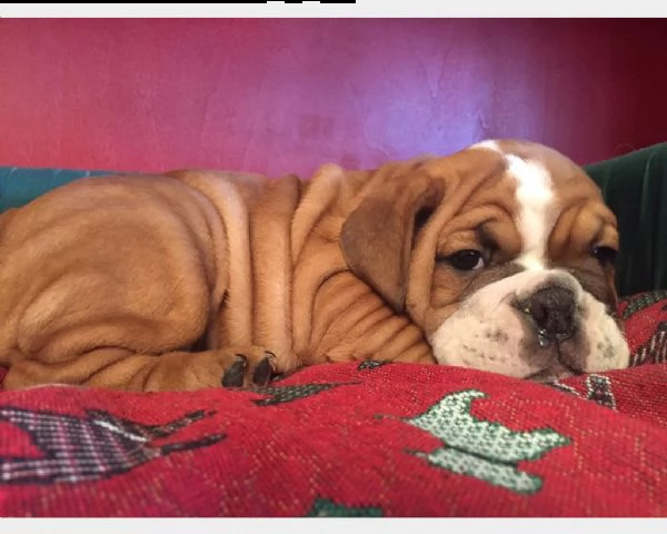bulldog inglese cuccioli | Foto 0