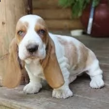 cuccioli di bassethound | Foto 2