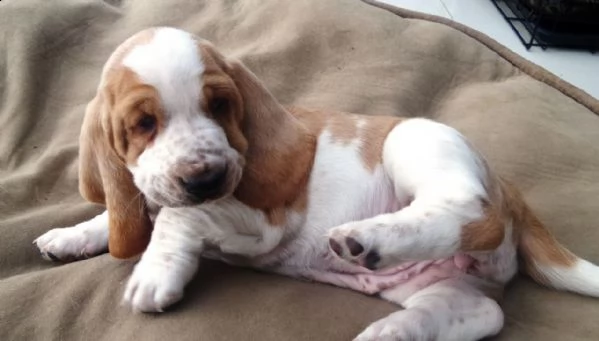 cuccioli di bassethound | Foto 1